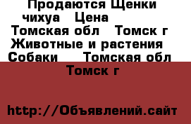 Продаются Щенки чихуа › Цена ­ 20 000 - Томская обл., Томск г. Животные и растения » Собаки   . Томская обл.,Томск г.